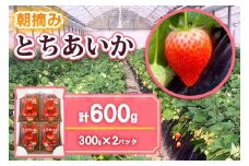  [12月中旬より順次発送予定] 朝摘みとちあいか 600g (300g×2パック)｜いちご イチゴ 苺 フルーツ 果物 産地直送 矢板市産 栃木県産 先行予約 