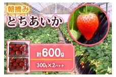  [12月中旬より順次発送予定] 朝摘みとちあいか 600g (300g×2パック)｜いちご イチゴ 苺 フルーツ 果物 産地直送 矢板市産 栃木県産 先行予約 