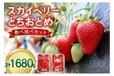 スカイベリー×とちおとめ 食べ比べセット 1,680g (560g×3) 《12月中旬～4月の期間で発送》澳原いちご農園  | いちご 苺 イチゴ フルーツ 果物 産地直送 栃木県産