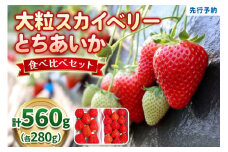 【12月以降発送】大粒スカイベリー＆新品種とちあいか 食べ比べセット 560g 澳原いちご農園  | いちご 苺 イチゴ フルーツ 果物 産地直送 栃木県産