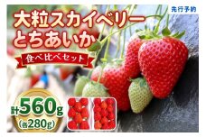 【2月以降発送】大粒スカイベリー＆新品種とちあいか 食べ比べセット 560g 澳原いちご農園  | いちご 苺 イチゴ フルーツ 果物 産地直送 栃木県産