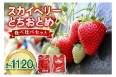 大粒スカイベリー＆新品種とちあいか 食べ比べセット 1,120g (560g×2)《12月中旬～4月の期間で発送》 澳原いちご農園  | いちご 苺 イチゴ フルーツ 果物 産地直送 栃木県産