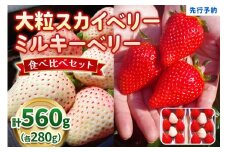大粒スカイベリー 白いちごミルキーベリー 食べ比べセット 560g《12月中旬～2月の期間で発送》 澳原いちご農園 | いちご 苺 イチゴ フルーツ 果物 産地直送 栃木県産