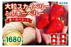 大粒スカイベリー 白いちごミルキーベリー 食べ比べセット 1,680g (560g×3)《12月中旬～2月の期間で発送》 澳原いちご農園 | いちご 苺 イチゴ フルーツ 果物 産地直送 栃木県産