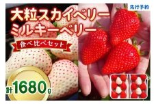 大粒スカイベリー 白いちごミルキーベリー 食べ比べセット 1,680g (560g×3)《12月中旬～2月の期間で発送》 澳原いちご農園 | いちご 苺 イチゴ フルーツ 果物 産地直送 栃木県産