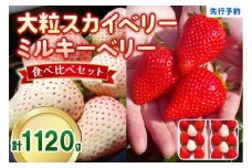 大粒スカイベリー 白いちごミルキーベリー 食べ比べセット 1,120g (560g×2)《12月中旬～2月の期間で発送》 澳原いちご農園 | いちご 苺 イチゴ フルーツ 果物 産地直送 栃木県産