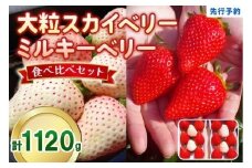 大粒スカイベリー 白いちごミルキーベリー 食べ比べセット 1,120g (560g×2)《12月中旬～2月の期間で発送》 澳原いちご農園 | いちご 苺 イチゴ フルーツ 果物 産地直送 栃木県産