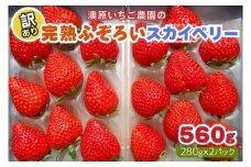 訳あり粒不揃い スカイベリー 560g (280g×2P) 《1月上旬～4月の期間で発送》 澳原いちご農園  | いちご 苺 イチゴ フルーツ 果物 産地直送 栃木県産