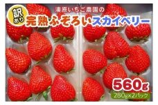 訳あり粒不揃い スカイベリー 560g (280g×2P) 《1月上旬～4月の期間で発送》 澳原いちご農園  | いちご 苺 イチゴ フルーツ 果物 産地直送 栃木県産