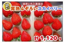 訳あり粒不揃い スカイベリー 1,120g (280g×4P) 《1月上旬～4月の期間で発送》 澳原いちご農園 | いちご 苺 イチゴ フルーツ 果物 産地直送 栃木県産