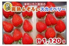 訳あり粒不揃い スカイベリー 1,120g (280g×4P) 《1月上旬～4月の期間で発送》 澳原いちご農園 | いちご 苺 イチゴ フルーツ 果物 産地直送 栃木県産