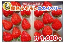 訳あり粒不揃い スカイベリー 1,680g (280g×6P) 《1月上旬～4月の期間で発送》 澳原いちご農園 | いちご 苺 イチゴ フルーツ 果物 産地直送 栃木県産