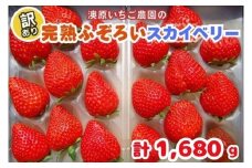 訳あり粒不揃い スカイベリー 1,680g (280g×6P) 《1月上旬～4月の期間で発送》 澳原いちご農園 | いちご 苺 イチゴ フルーツ 果物 産地直送 栃木県産