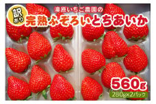 【12月以降発送】訳あり粒不揃い とちあいか 560g (280g×2P)  澳原いちご農園  | いちご 苺 イチゴ フルーツ 果物 産地直送 栃木県産