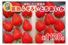 訳あり粒不揃い とちあいか 1,120g (280g×4P) 《1月～4月の期間で発送》 澳原いちご農園  | いちご 苺 イチゴ フルーツ 果物 産地直送 栃木県産