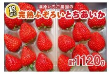 訳あり粒不揃い とちあいか 1,120g (280g×4P) 《1月～4月の期間で発送》 澳原いちご農園  | いちご 苺 イチゴ フルーツ 果物 産地直送 栃木県産
