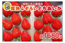 訳あり粒不揃い とちあいか 1,680g (280g×6P) 《1月～4月の期間で発送》 澳原いちご農園  | いちご 苺 イチゴ フルーツ 果物 産地直送 栃木県産