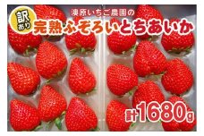 訳あり粒不揃い とちあいか 1,680g (280g×6P) 《1月～4月の期間で発送》 澳原いちご農園  | いちご 苺 イチゴ フルーツ 果物 産地直送 栃木県産