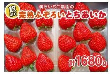 訳あり粒不揃い とちあいか 1,680g (280g×6P) 《1月～4月の期間で発送》 澳原いちご農園  | いちご 苺 イチゴ フルーツ 果物 産地直送 栃木県産