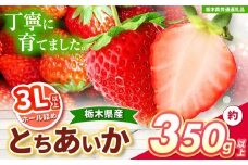 【チョイス限定企画】【先行予約】とちあいか 3L以上ホール詰め 350g 【栃木県共通返礼品】| いちご とちあいか 大粒 新鮮 甘い  果物 共通返礼品 フルーツ デザート 栃木県 送料無料