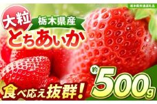 【チョイス限定企画】【先行予約】大粒とちあいか 約500g 【栃木県共通返礼品】| いちご とちあいか 大粒 新鮮 甘い  数量 限定 美味しい 果物 共通返礼品 フルーツ デザート 栃木県 送料無料