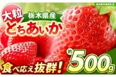 【チョイス限定企画】【先行予約】大粒とちあいか 約500g 【栃木県共通返礼品】| いちご とちあいか 大粒 新鮮 甘い  数量 限定 美味しい 果物 共通返礼品 フルーツ デザート 栃木県 送料無料