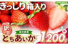 【チョイス限定企画】【先行予約】鮮度抜群とちあいか 約1160g (290g×4) 【栃木県共通返礼品】| いちご とちあいか 大粒 新鮮 甘い 数量 限定 美味しい スイーツ ジューシー 果物 共通返礼品 フルーツ デザート 栃木県 送料無料