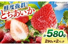 【ふるさと納税】[期間限定] 鮮度抜群とちあいか 290g×2P 先行予約【栃木県共通返礼品】｜栃木県産 矢板市産 フルーツ スイーツ デザート 果物  産地直送 栃木県 矢板市
