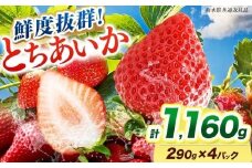 [期間限定] 鮮度抜群とちあいか 290g×4P 先行予約【栃木県共通返礼品】｜栃木県産 矢板市産 フルーツ スイーツ デザート 果物 果実 産地直送 栃木県 矢板市