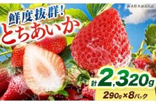 [期間限定] 鮮度抜群とちあいか 290g×8P 先行予約【栃木県共通返礼品】｜栃木県産 矢板市産 フルーツ スイーツ デザート 果物 果実 産地直送 栃木県 矢板市