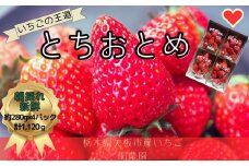 とちおとめ 1120g [2025年12月初旬より順次発送予定] 朝獲れ新鮮 秘密にしたい美味しさ｜いちご イチゴ 苺 フルーツ 果物 産地直送 先行予約 栃木県産 