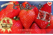 朝獲れ新鮮 特大とちあいか600g｜いちご イチゴ 苺 フルーツ 果物 産地直送 とちあいか 矢板市産 栃木県産 関農園 