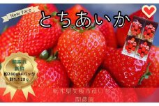 大粒とちあいか280g×4パック朝摘み新鮮｜いちご イチゴ 苺 フルーツ 果物 産地直送 とちあいか 矢板市産 栃木県産 関農園 