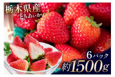 栃木県産　とちあいか6パック ns110-001-6 【いちご 苺 果物 フルーツ とちあいか オリジナル 品種 厳選 甘い 酸味が少ない デザート ジューシー みずみずしい 】