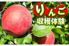 10-36 りんご収穫体験 ｜ りんご リンゴ りんご狩り 体験 収穫体験 チケット フルーツ 果物 くだもの　※2025年8月下旬～11月下旬頃に順次発送予定