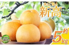 【先行予約】【栃木県共通返礼品】 新高 5㎏ 12～18玉 | 梨 フルーツ 果物 栃木県 特産品