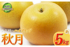 【先行予約】【栃木県共通返礼品】 秋月 5㎏ 10～16玉| 梨 フルーツ 果物 栃木県 特産品