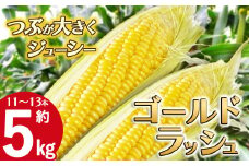 【先行予約】【6月下旬から順次発送】下野市産とうもろこし「ゴールドラッシュ」 約5kg(11～13本) |  旬 野菜 送料無料 栃木県 下野市 特産
