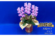胡蝶蘭 大輪タイプ　ピンク3本立 7号鉢 | 胡蝶蘭 開店祝い ピンク 白い 開業 お祝い インテリア 栃木県 下野市 送料無料