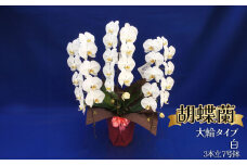 胡蝶蘭 大輪タイプ　白3本立 7号鉢 | 胡蝶蘭 開店祝い ピンク 白い 開業 お祝い インテリア 栃木県 下野市 送料無料
