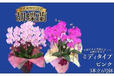 胡蝶蘭ミディタイプ　ピンク3本立 6号鉢 | 胡蝶蘭 開店祝い ピンク 白い 開業 お祝い インテリア 栃木県 下野市 送料無料