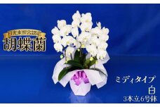 胡蝶蘭ミディタイプ　白3本立 6号鉢 | 胡蝶蘭 開店祝い ピンク 白い 開業 お祝い インテリア 栃木県 下野市 送料無料