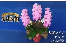 胡蝶蘭 大輪タイプ ピンク 3本立 8号鉢 | 胡蝶蘭 開店祝い ピンク 白い 開業 お祝い インテリア 栃木県 下野市 送料無料