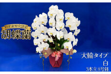 胡蝶蘭 大輪タイプ 白 3本立 8号鉢 | 胡蝶蘭 開店祝い ピンク 白い 開業 お祝い インテリア 栃木県 下野市 送料無料