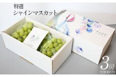 【2025年先行予約】シャインマスカット特選3房入り化粧箱 | 送料無料 栃木県 下野市 ぶどう 葡萄 シャインマスカット 果物 フルーツ デザート