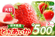 とちあいか 大粒 500g以上 | いちご日本一 ミス苺 応援 農林水産省 最多獲得 秀品 とちおとめ とちあいか 食べ比べ 数量 限定 共通 返礼品 ストロベリー 人気 果物 フルーツ 限定品種  栃木県 特産品 下野市 送料無料