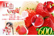 【先行予約】 何度も食べたくなる！ 高級 紅白 いちご 食べ比べセット 600g | いちご イチゴ フルーツ 果物 旬 とちあいか とちおとめ スカイベリー とちひめ ミルキーベリー 美味しい 食べ比べ 特産品 ふるさと 納税 送料無料 栃木県 下野市