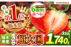 【栃木県共通返礼品】【先行予約】とちあいか３L以上ホール詰め | いちご日本一 応援  とちあいか 食べ比べ 数量 限定 共通 返礼品 ストロベリー 人気 果物 フルーツ 限定品種  栃木県 特産品 下野市 送料無料