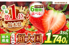 【栃木県共通返礼品】【先行予約】とちあいか秀品  350g×2| いちご日本一 応援  とちあいか 食べ比べ 数量 限定 共通 返礼品 ストロベリー 人気 果物 フルーツ 限定品種  栃木県 特産品 下野市 送料無料