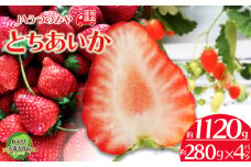 【先行予約】苺 栃木県共通返礼品 JAうつのみや直送！ とちあいか 280g×4パック | 2026年1月～発送 いちご 甘い 美味しい 果物 フルーツ デザート 栃木県 下野市 送料無料